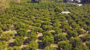 bodrum-mandalinasinda-rekolte-beklentisi-yuksek-VTxddNCW.jpg