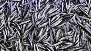 hamsi-ihracatinda-artis-EFyJ513M.jpg