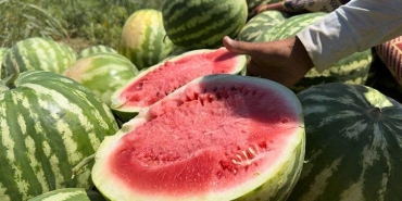 yerli-karpuzun-hasadina-baslandi-5QdfHA73.jpg