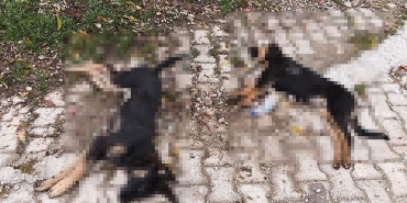 sahipsiz-kopekler-zehirlenerek-olduruldu-iddiasi-muhtardan-dehsete-dusuren-aciklama-CiDlgyqY.jpg
