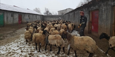 musta-devlet-destegiyle-hayvancilik-gelisiyor-bbnvZgEP.jpg