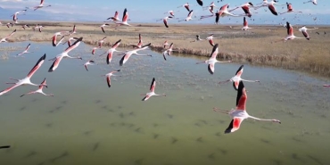 kayseride-flamingo-soleni-hurmetci-ve-sultan-sazliginda-binlerce-kus-goruntulendi-5RsbUZp1.jpg